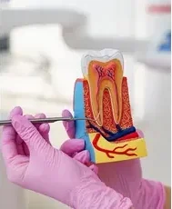 Gloved hands holding a model of a tooth's inner structure